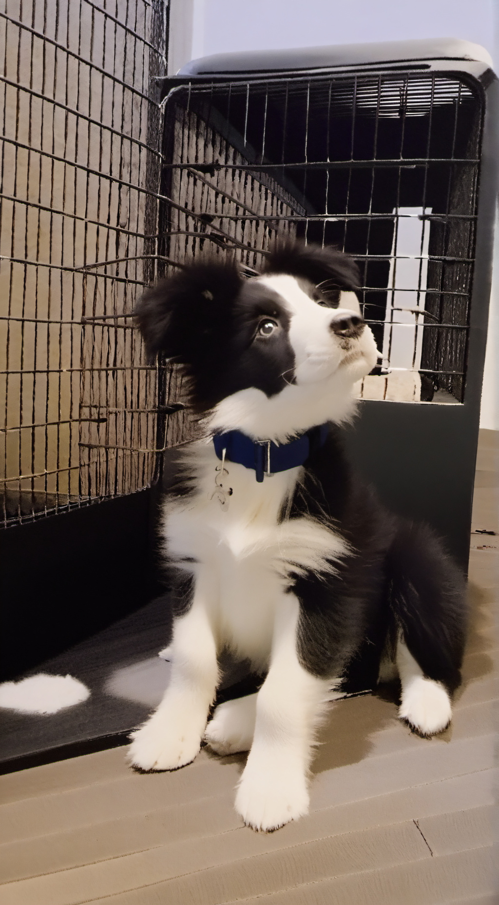 ai character: -border Collie-   background