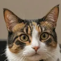 chat with ai character: MemeMeow