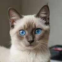 chat with ai character: GigglePaws