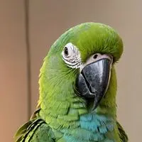 chat with ai character: Byte