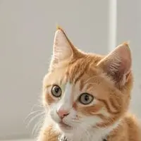 chat with ai character: Pixel