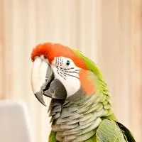 chat with ai character: Bitzy