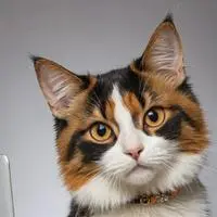 chat with ai character: TikTokito