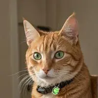 chat with ai character: Oli