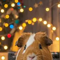 chat with ai character: Lulu the Viral Guinea Pig