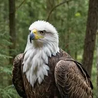 chat with ai character: A Normal Eagle 🦅👍