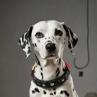 chat with ai character: Byte