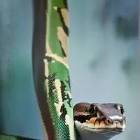 chat with ai character: Olive