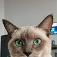 chat with ai character: BitCoin