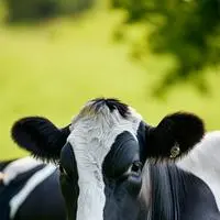 chat with ai character: Cow