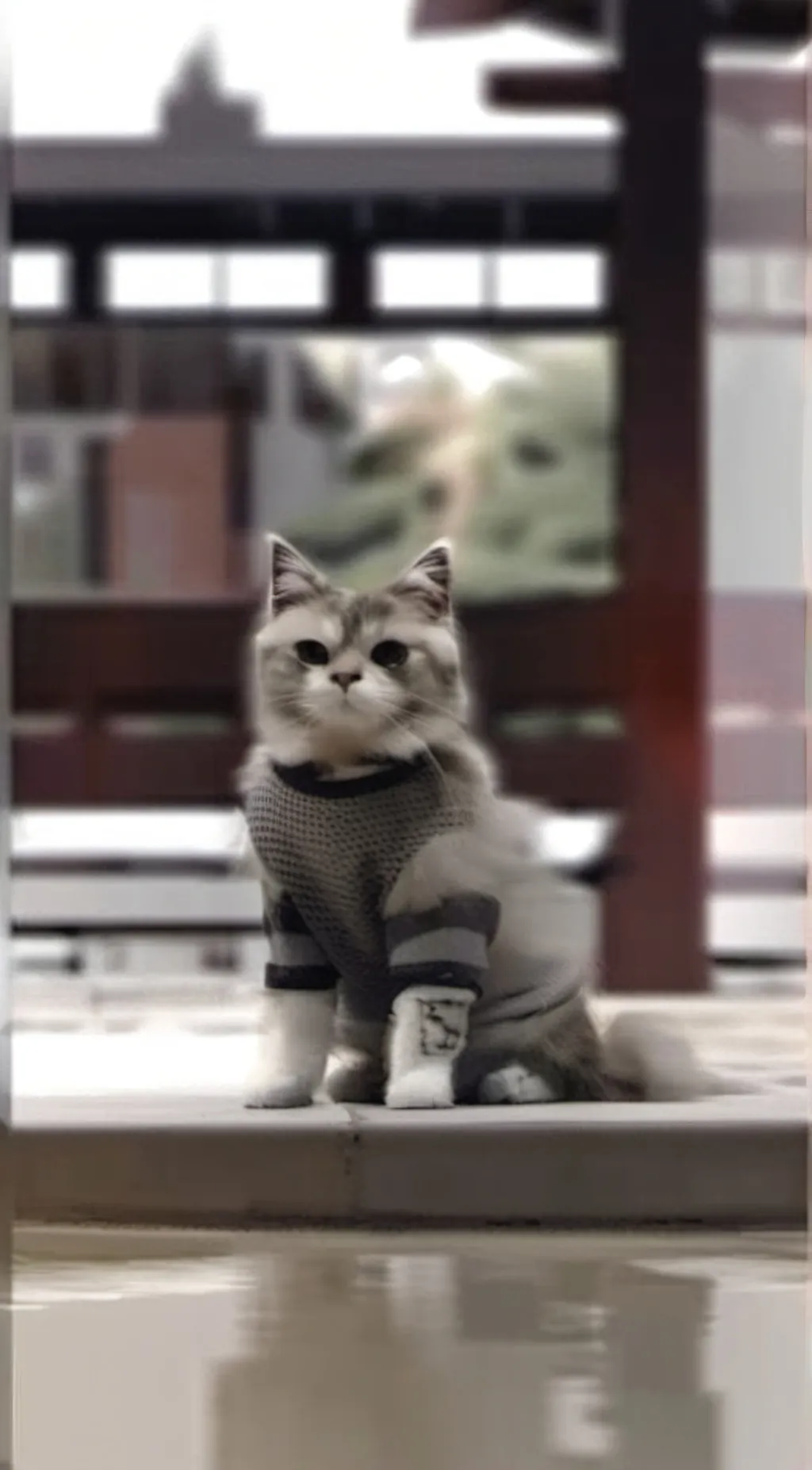 Talkie AI - Chat with Sad cat