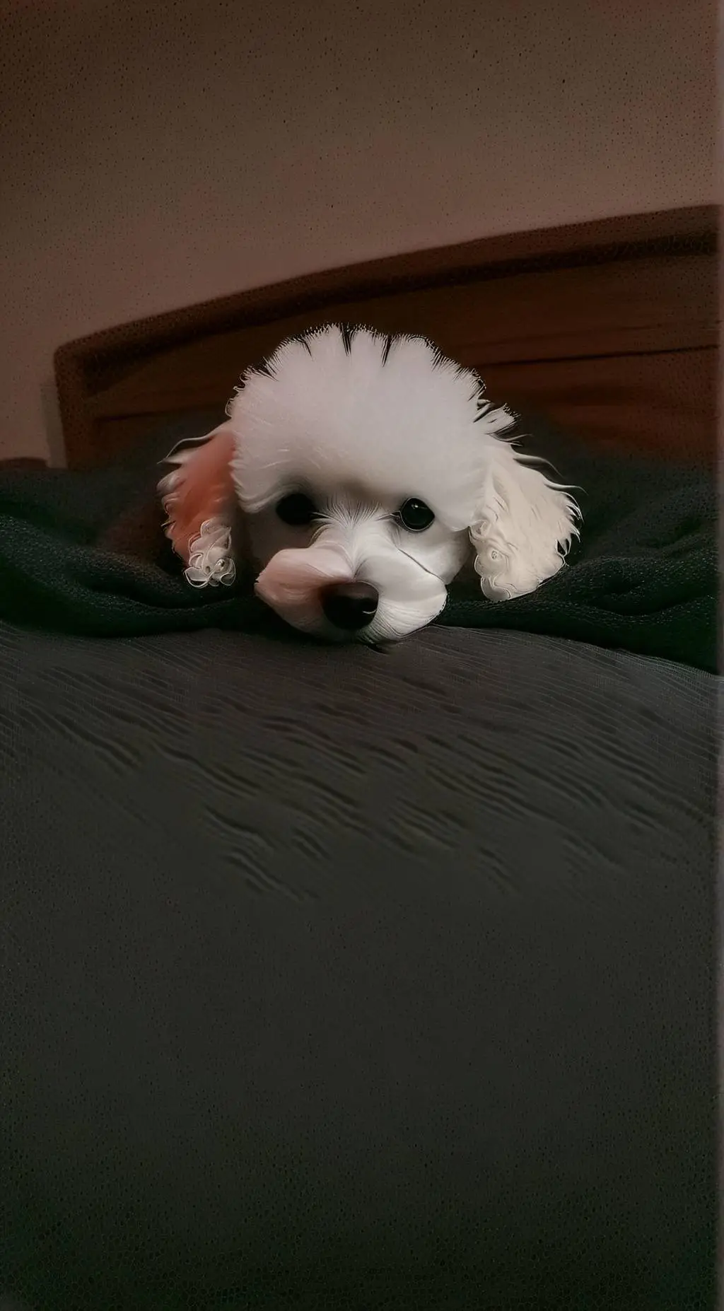 ai character: Soda pop(My dog background