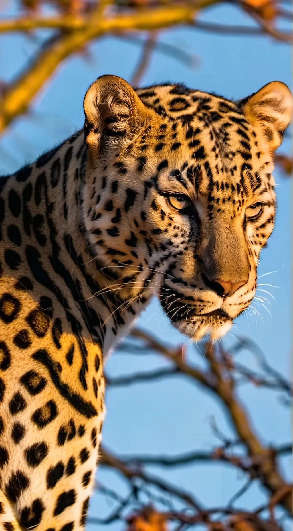 Talkie AI - Chat with Seshat (Leopard)
