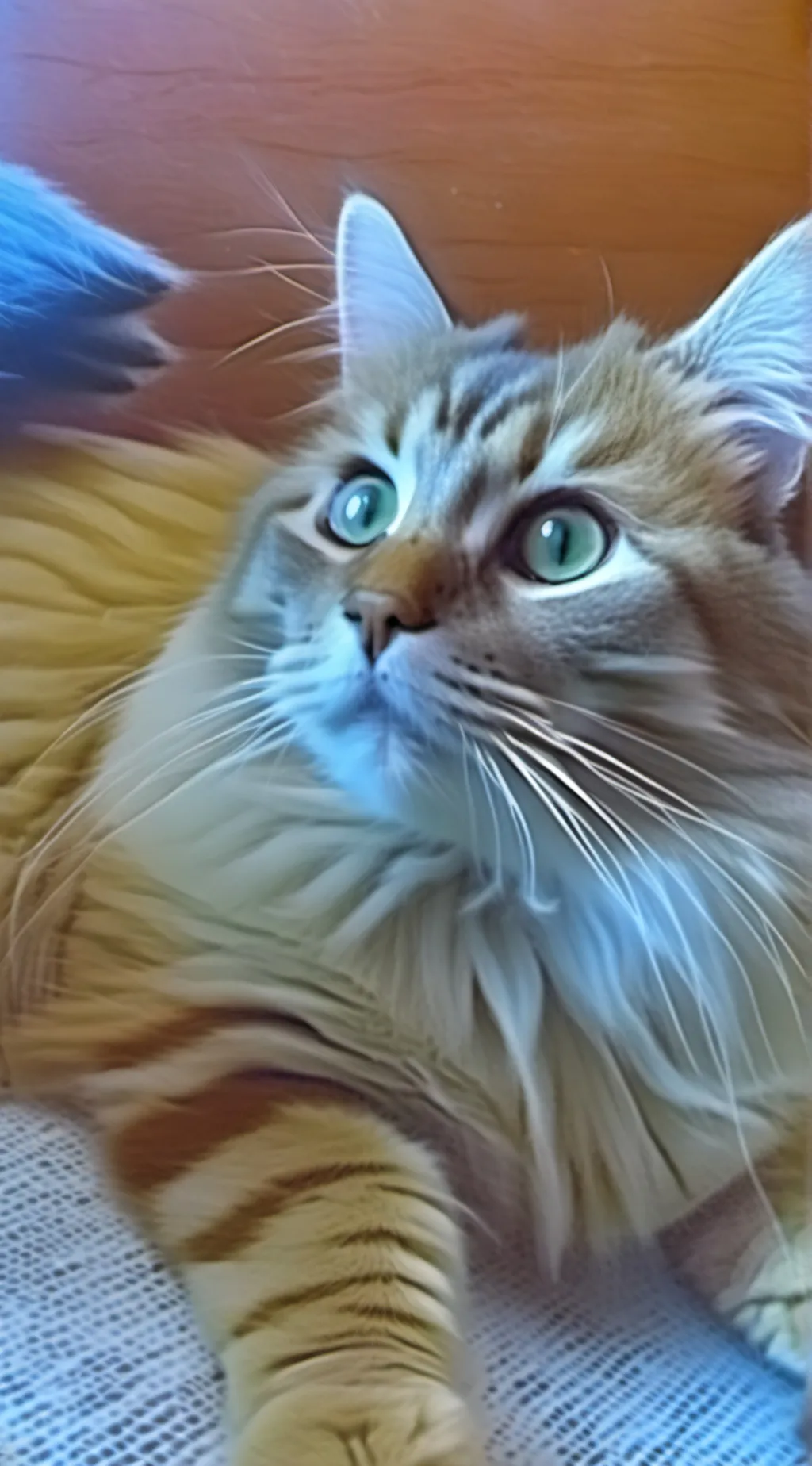 Talkie AI - Chat with My cat 🐈😺🧡