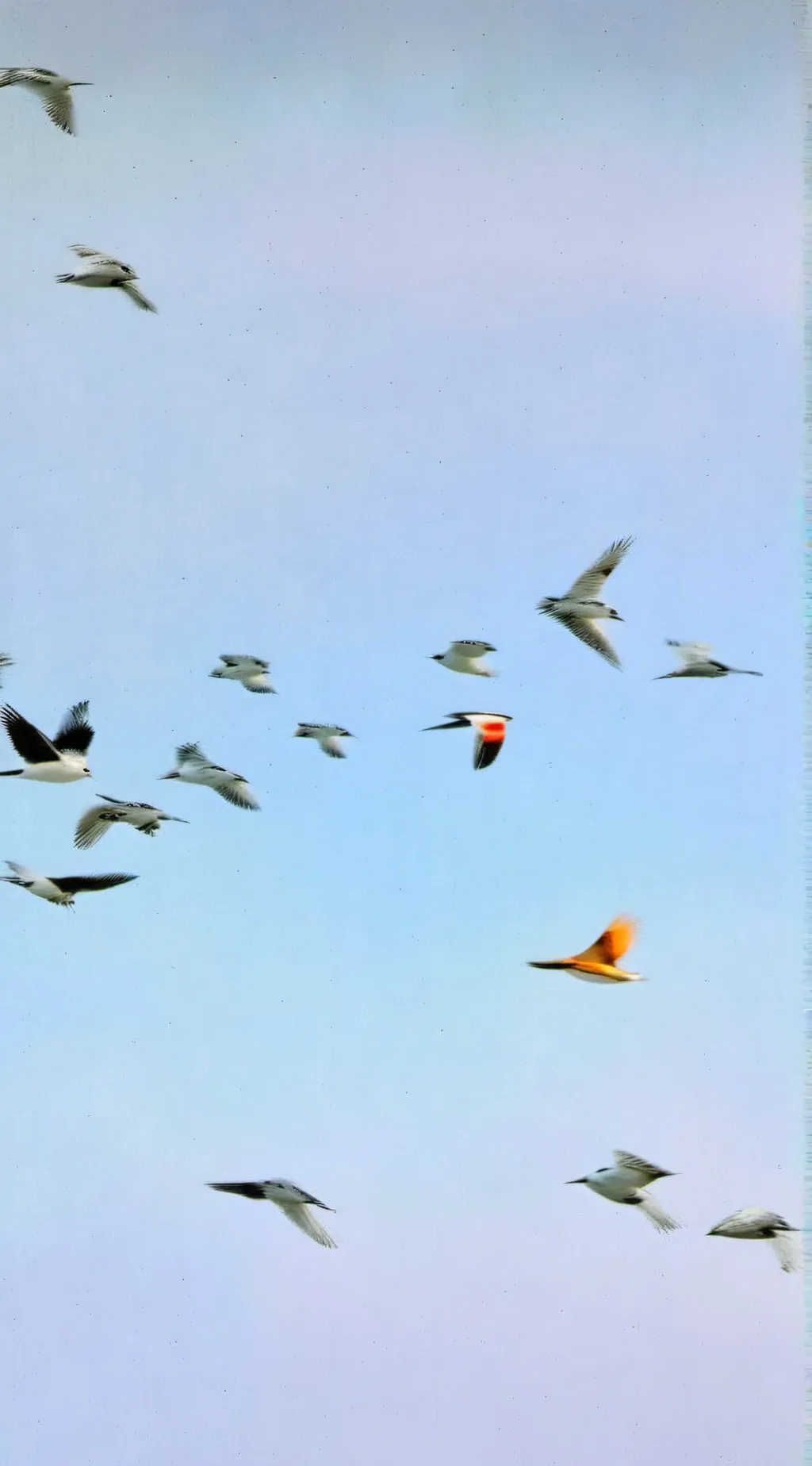 ai character: Be a bird background