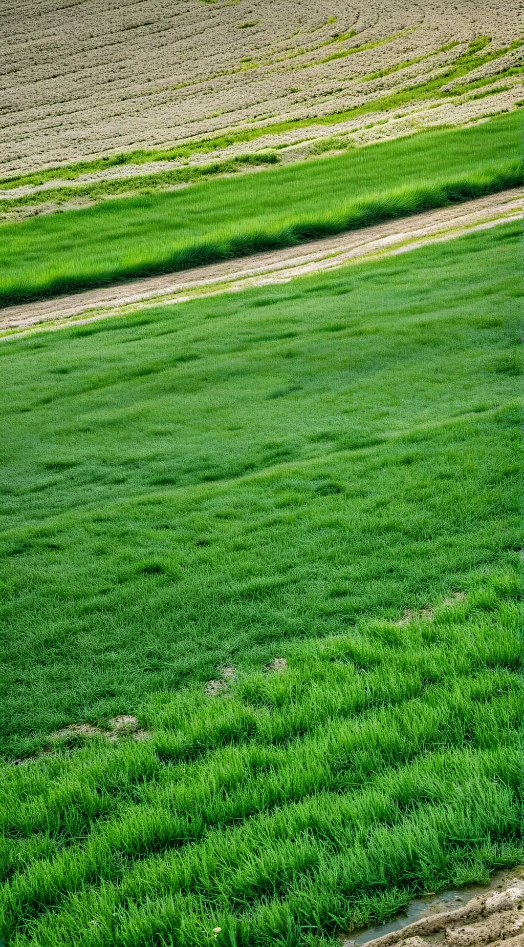 ai character: grass background