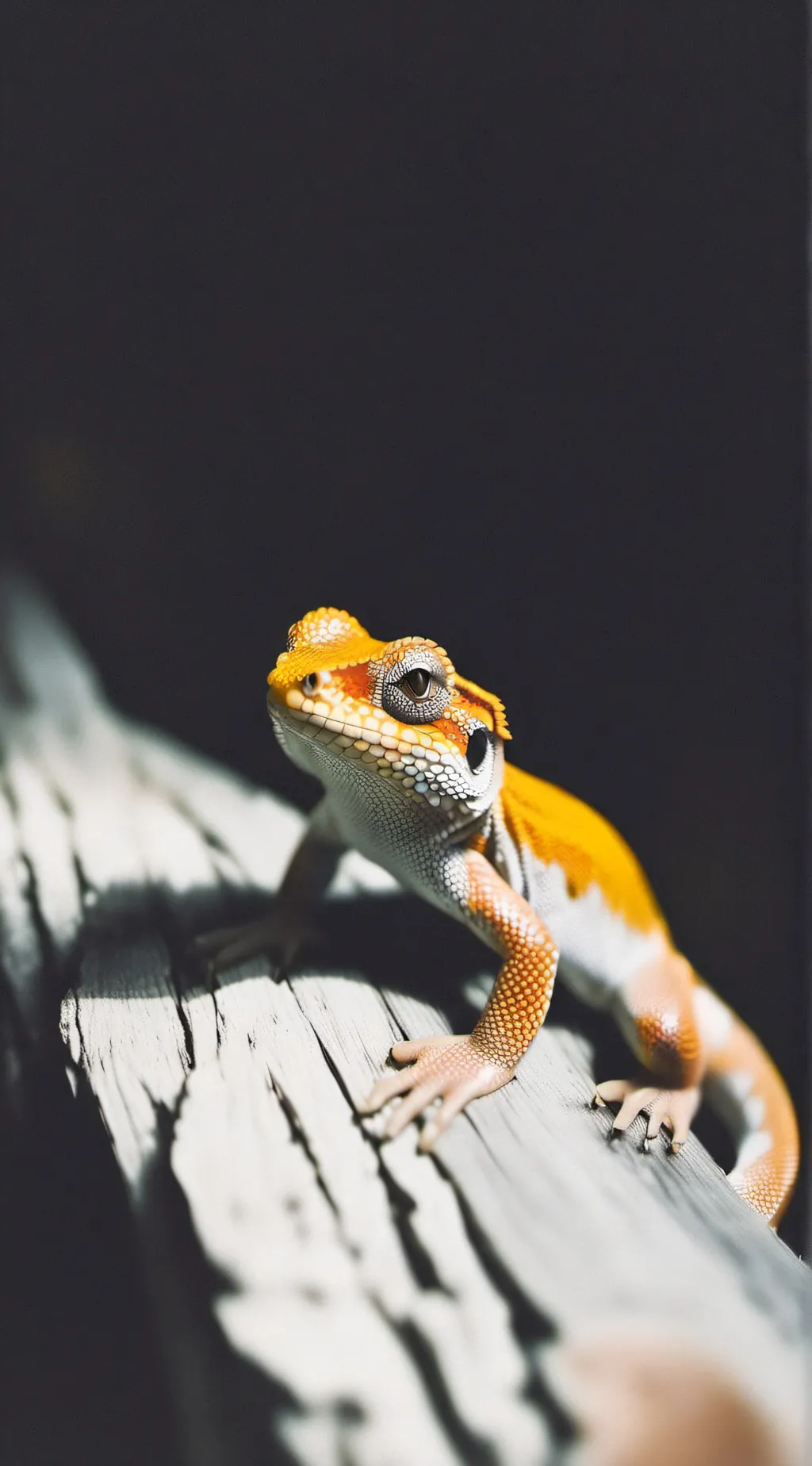 ai character: little geko background