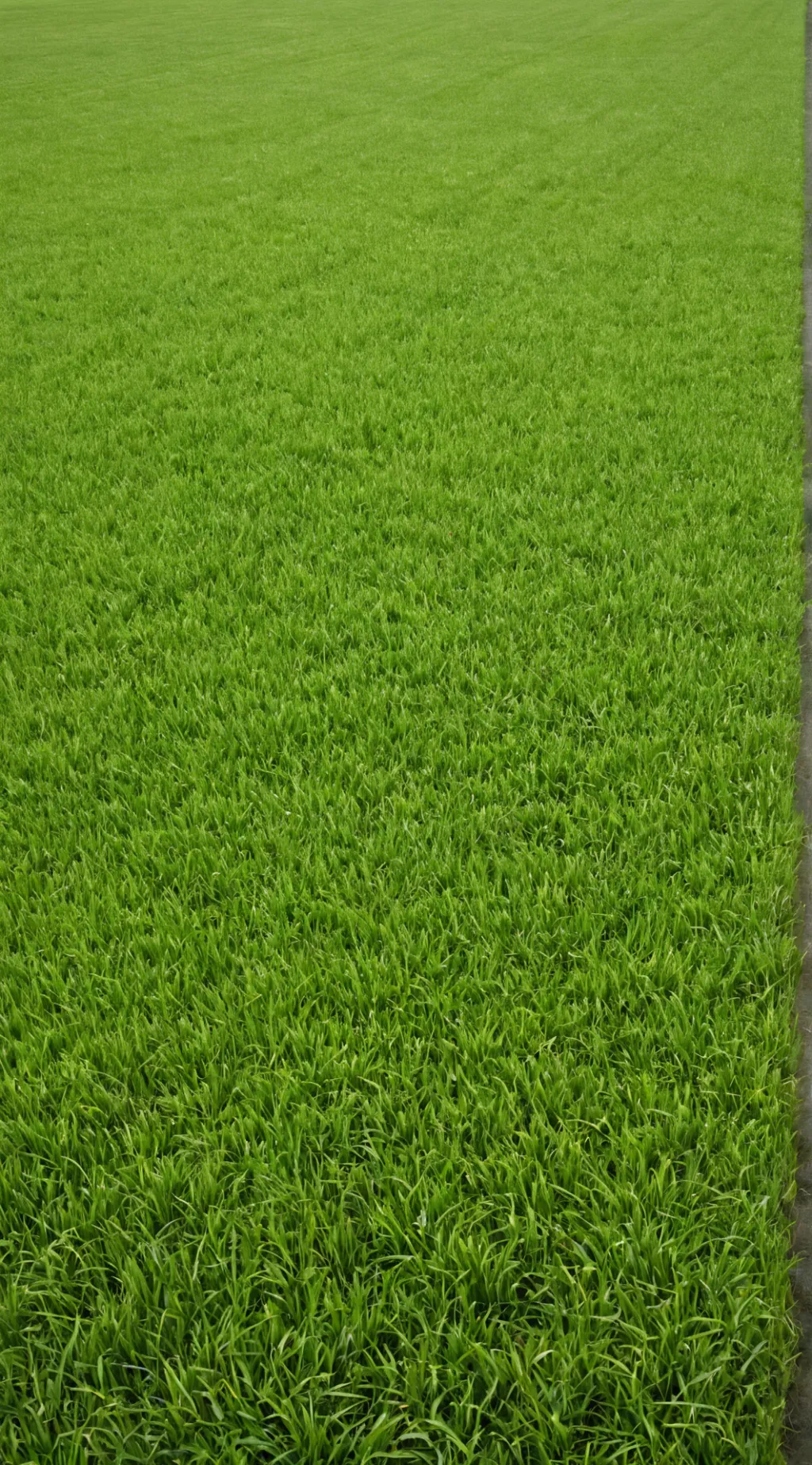 ai character: terribly grassful background