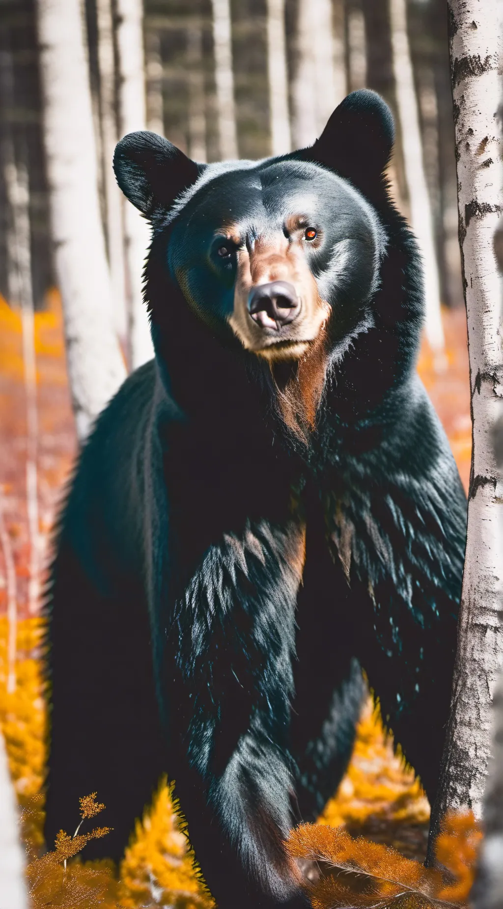 ai character: black bear background