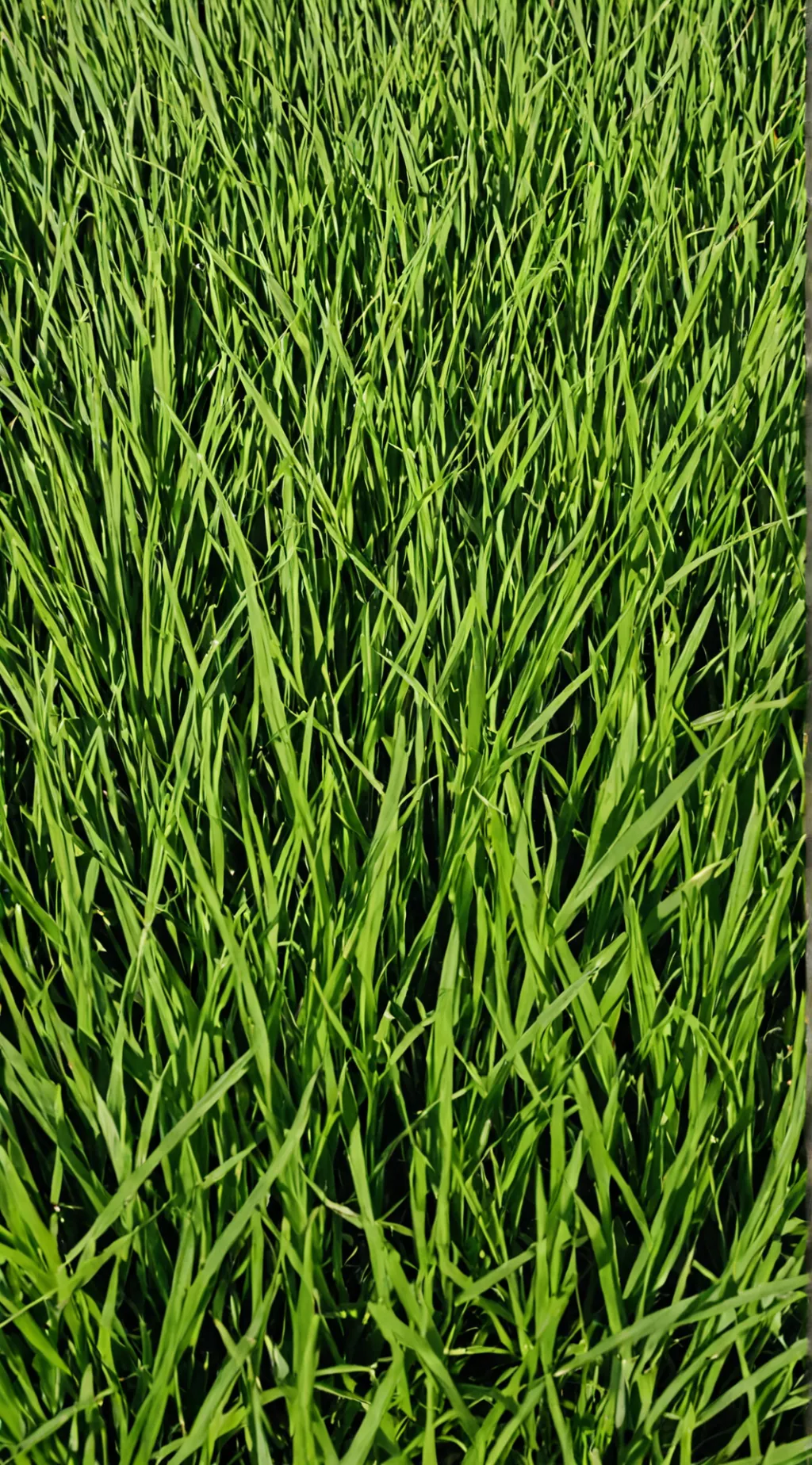 ai character: touch grass background
