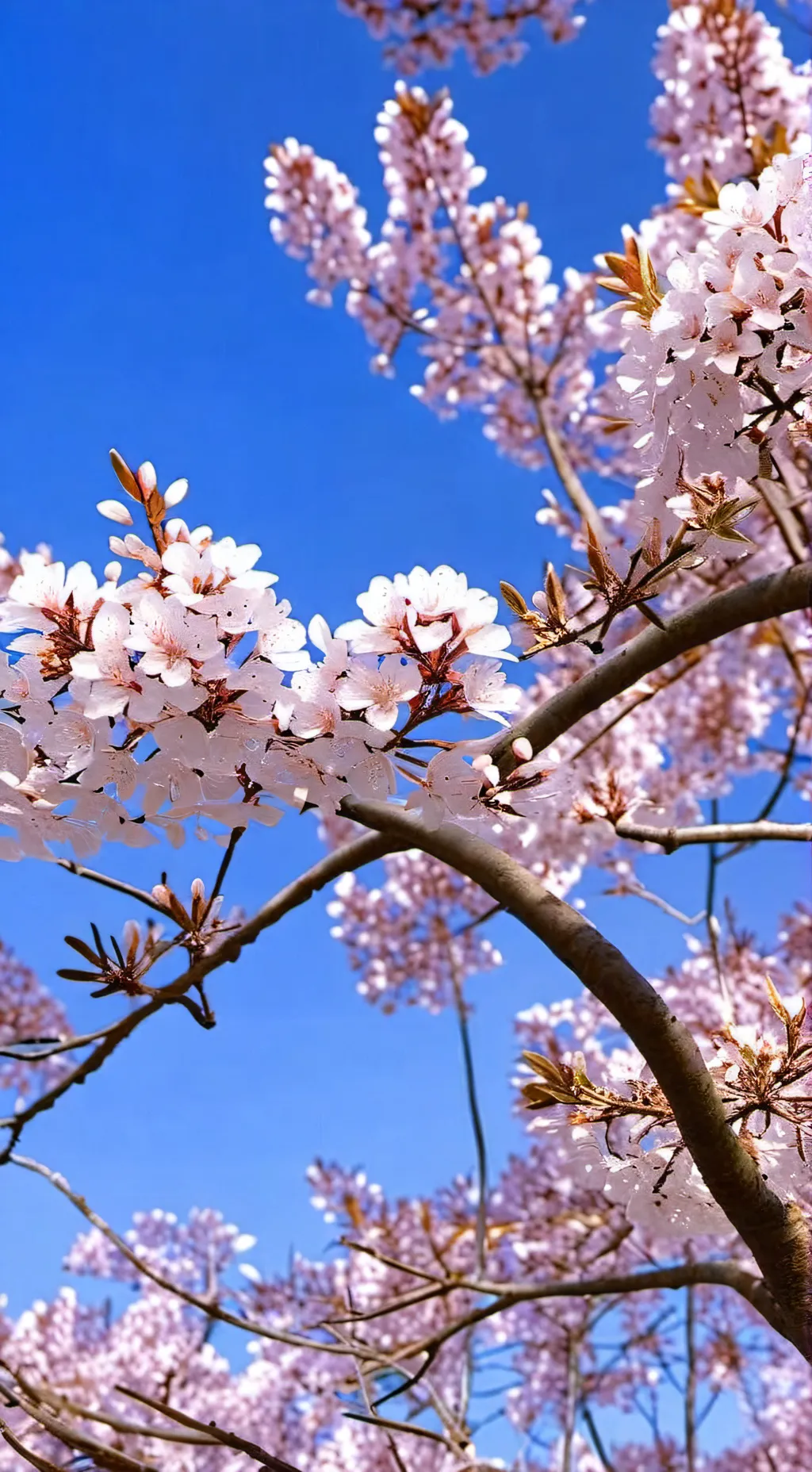 ai character: Prunus  background