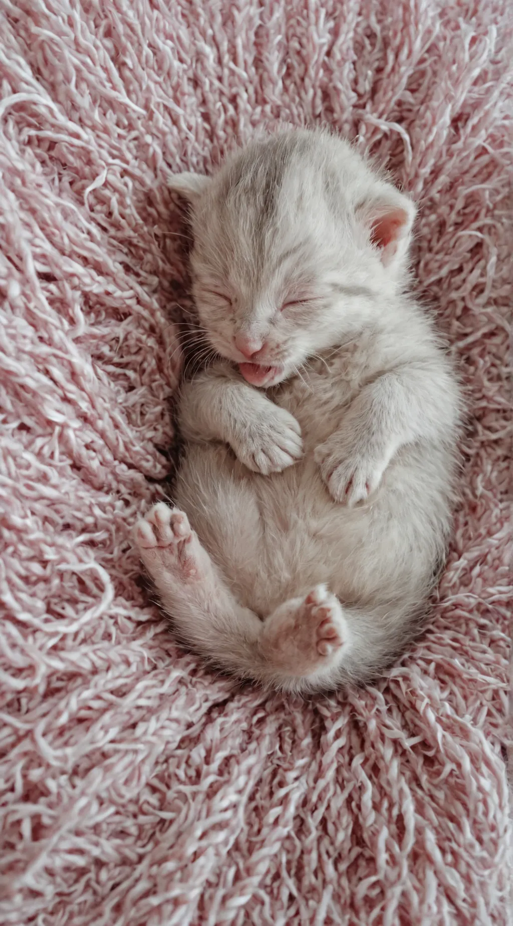 ai character: Newborn Kitten background