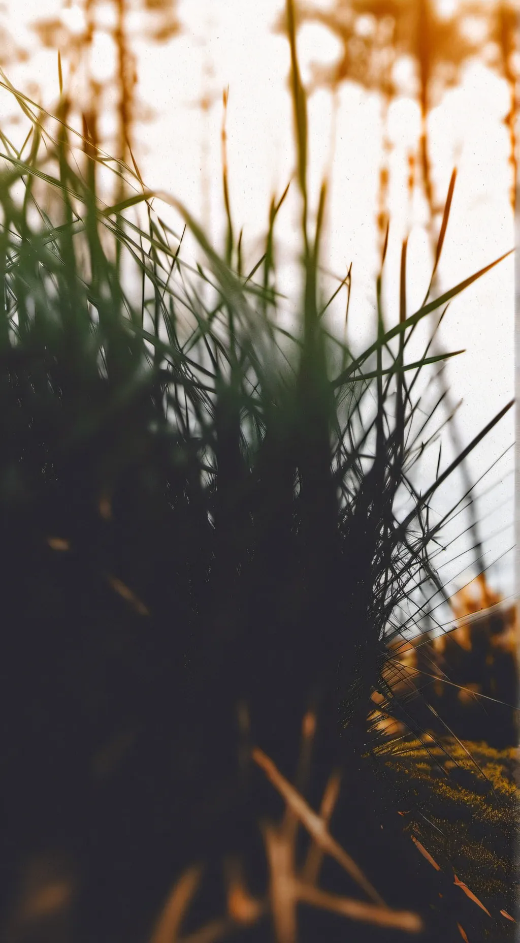 ai character: Grass background