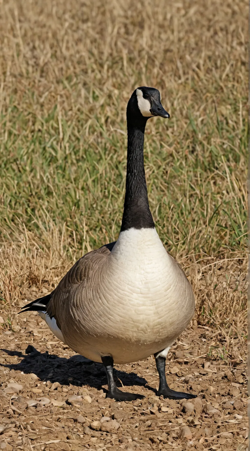 ai character: Goosehomie background