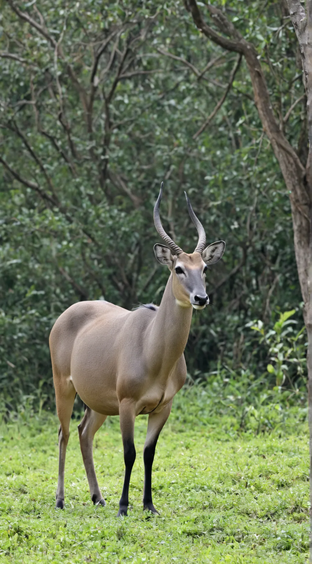 ai character: Indian Nilgai background