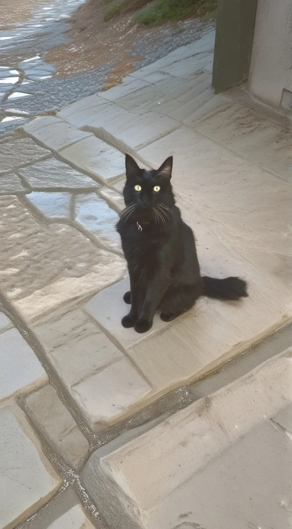 ai character: un gato background