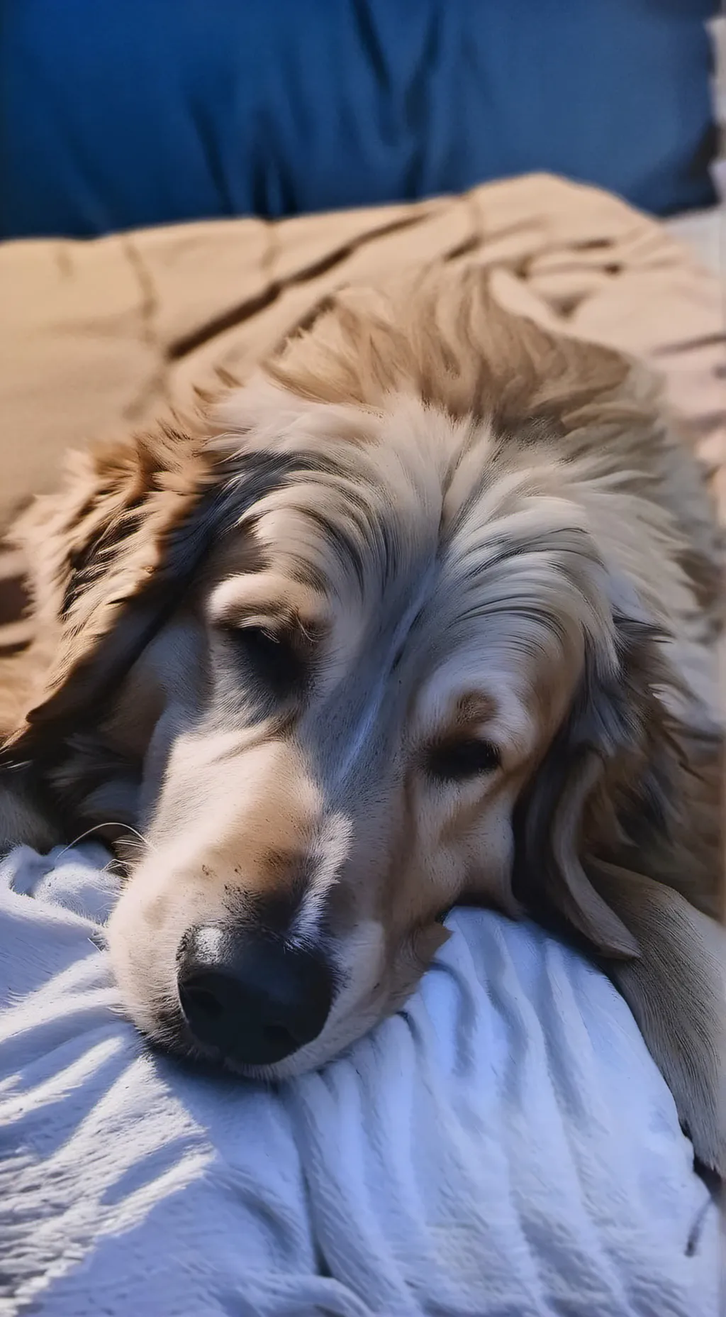 Talkie AI - Chat with ✨👍ur female dog👍✨