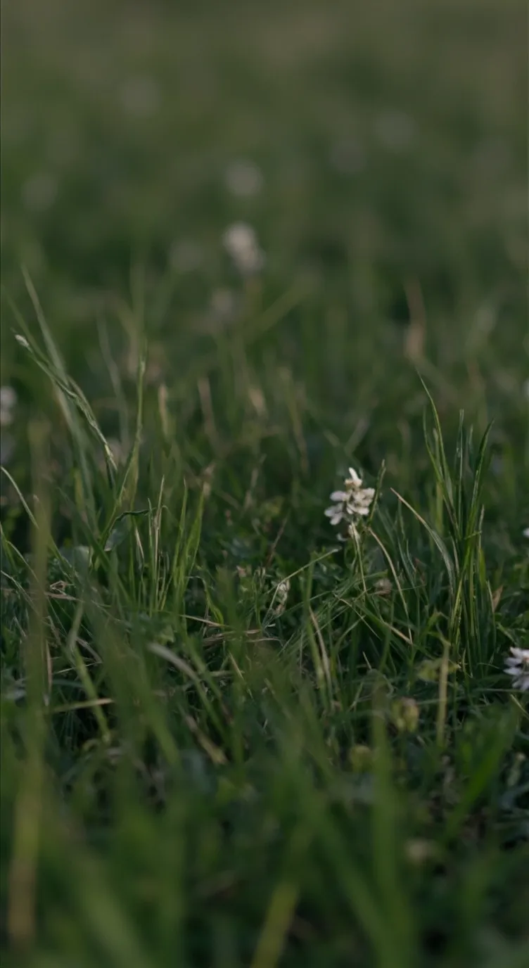 ai character: Grass background