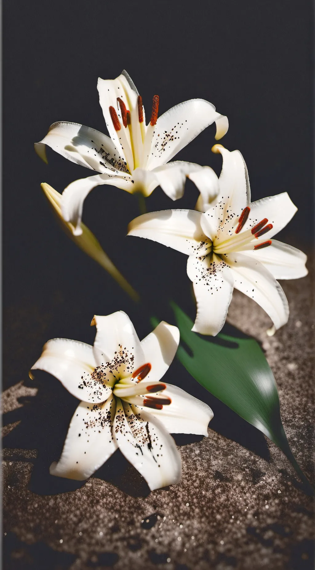 ai character: 🤍white lily cookie background