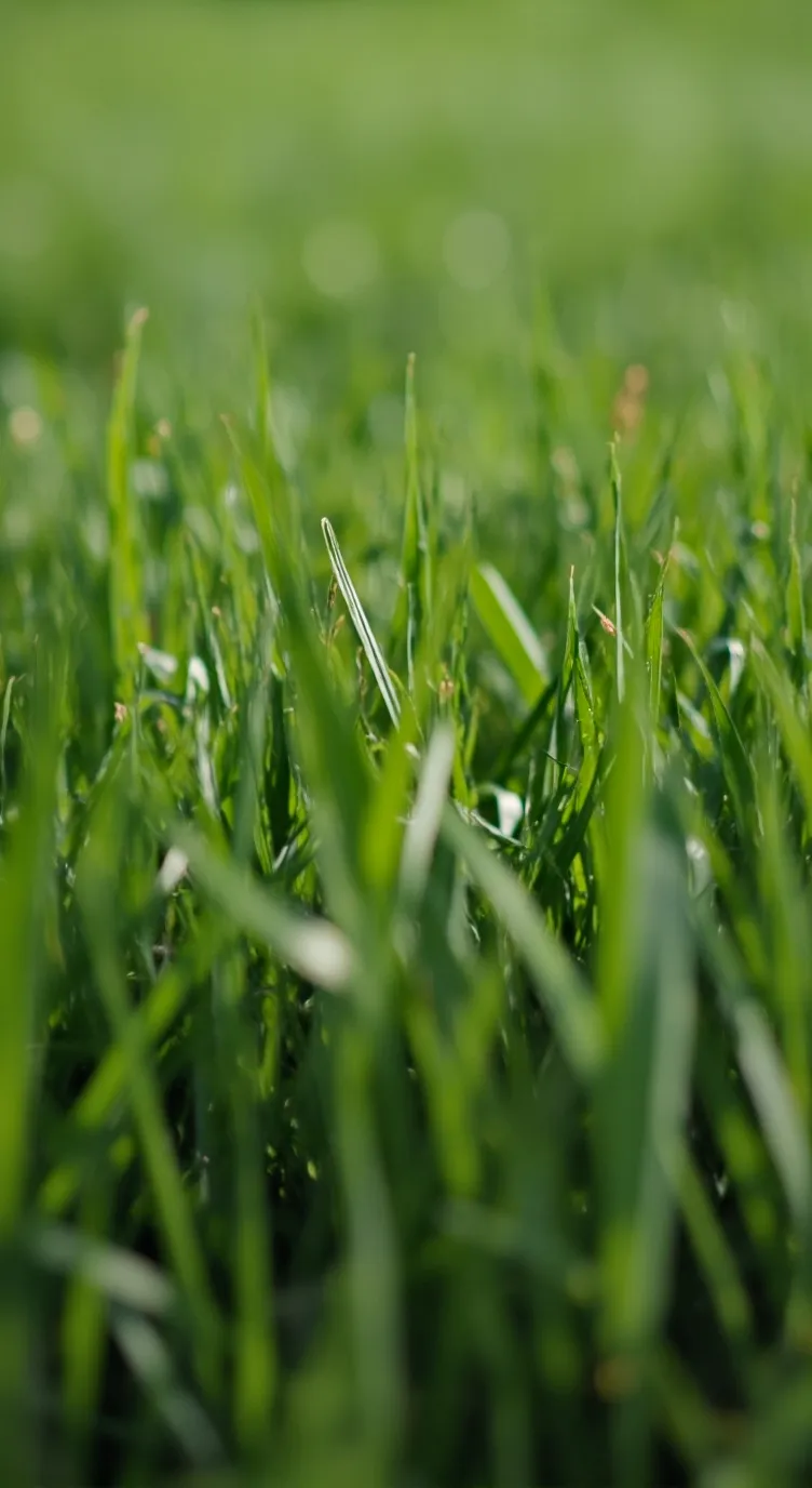 ai character: Grass background