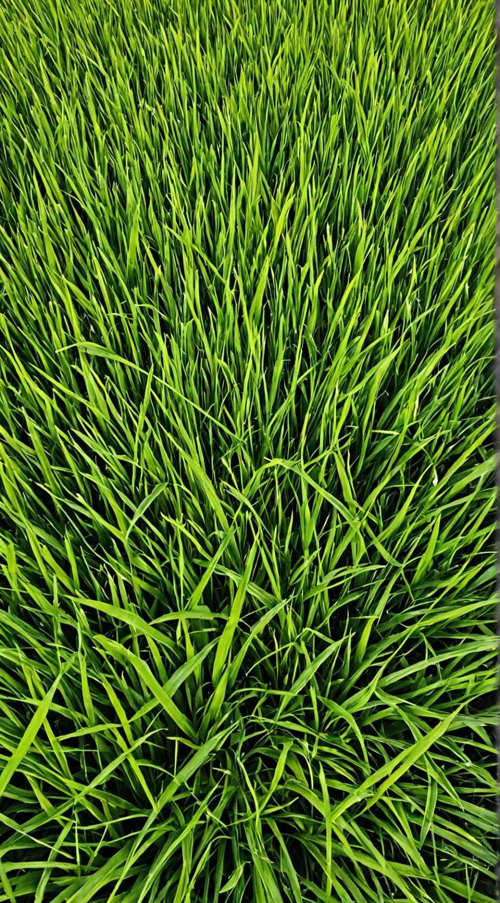 ai character: grass (3rd dup) background