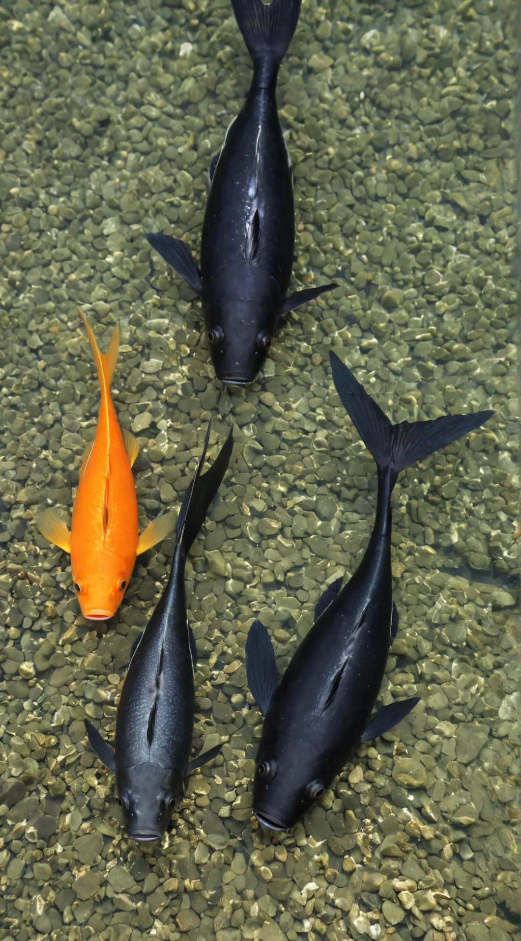 ai character: my pet fishes background