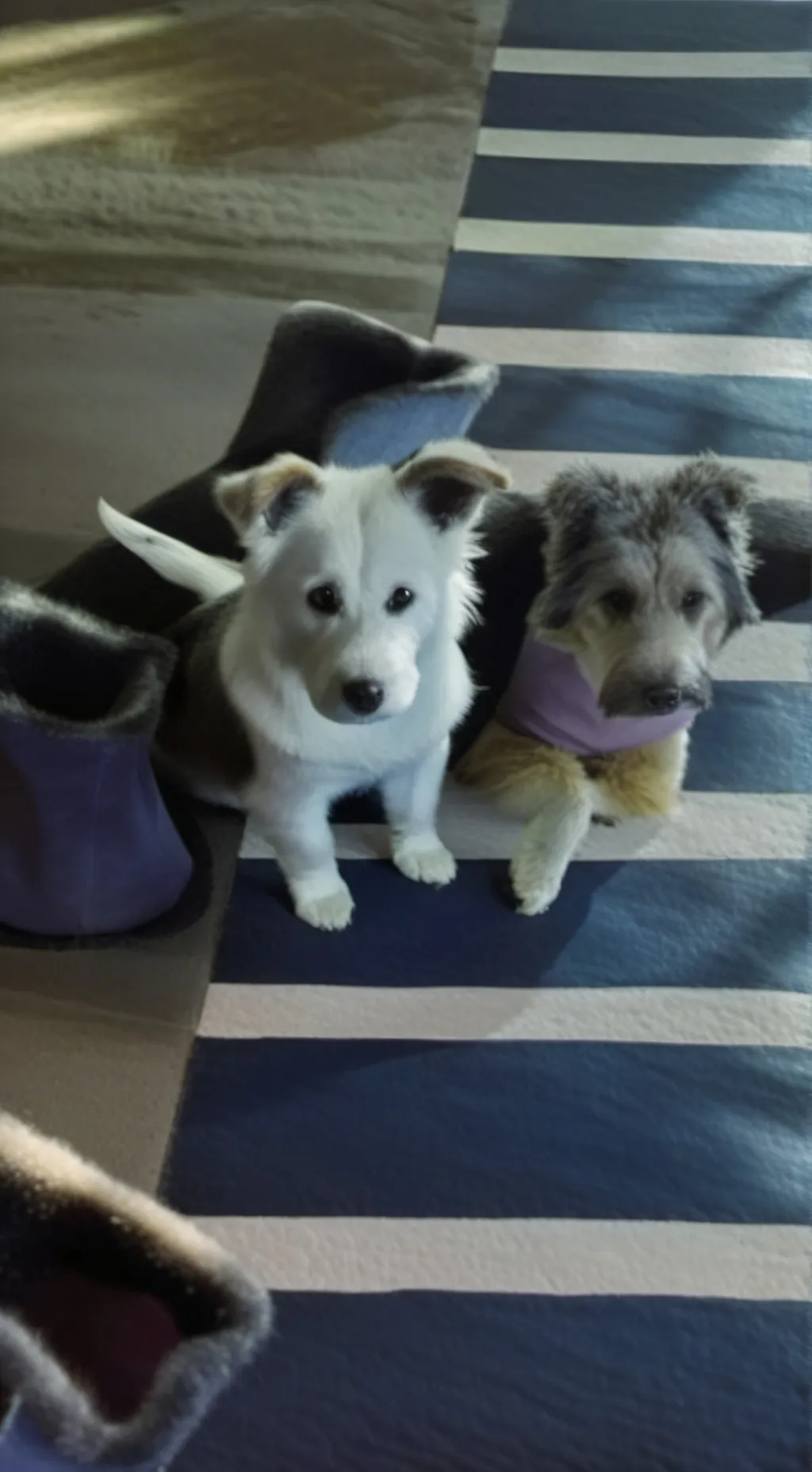 ai character: oreo  background