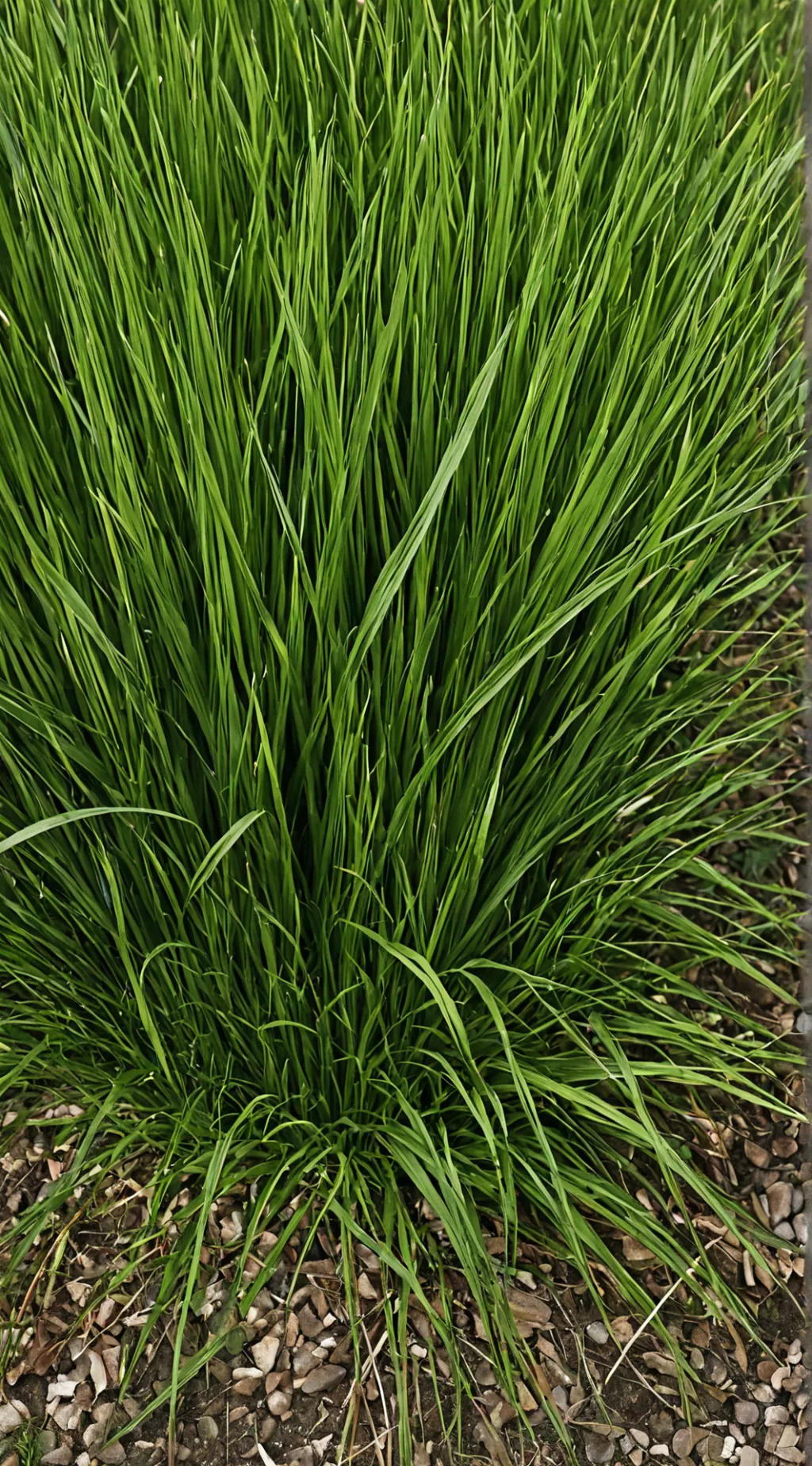 Talkie AI - Chat with Grass