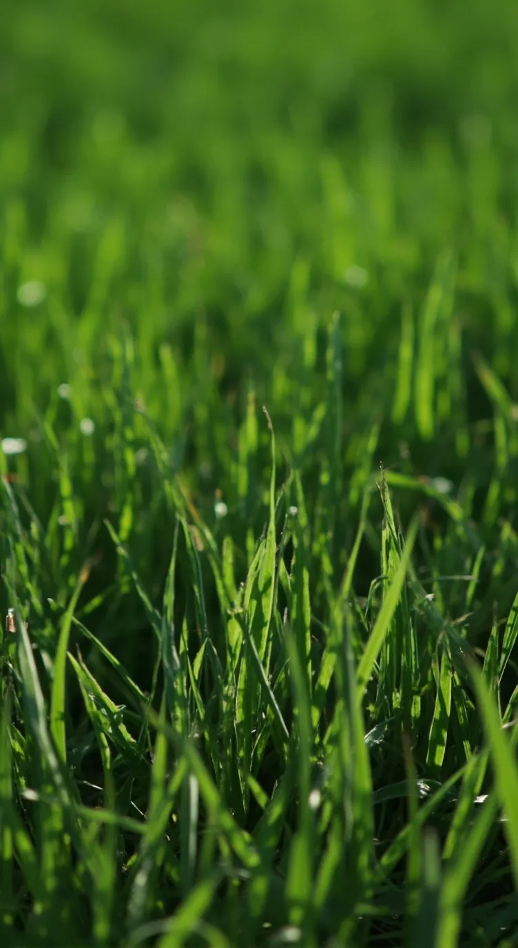 ai character: grass 💚 background