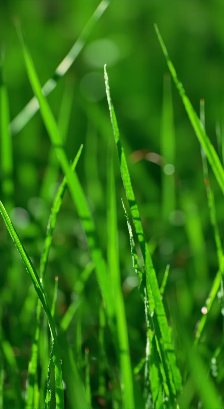 ai character: Grass background