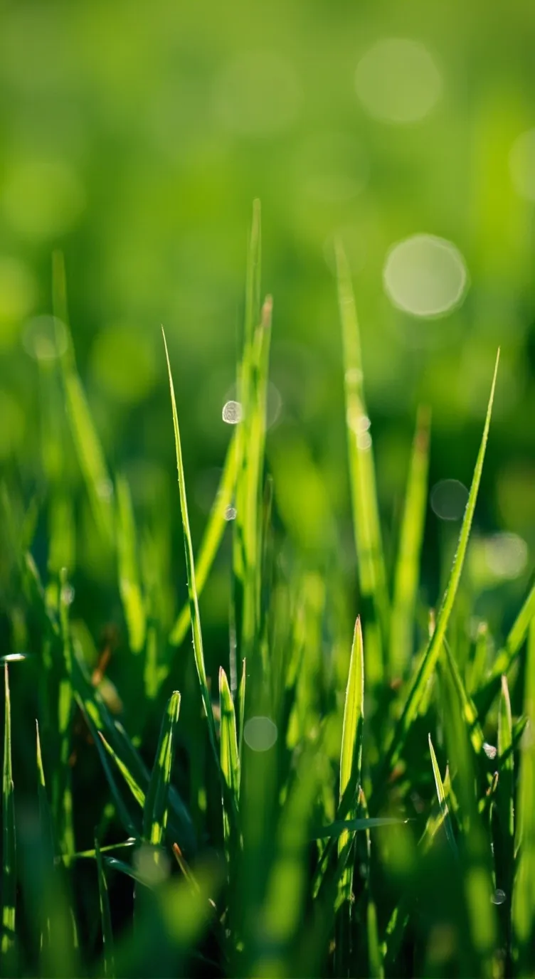 ai character: youch grass background