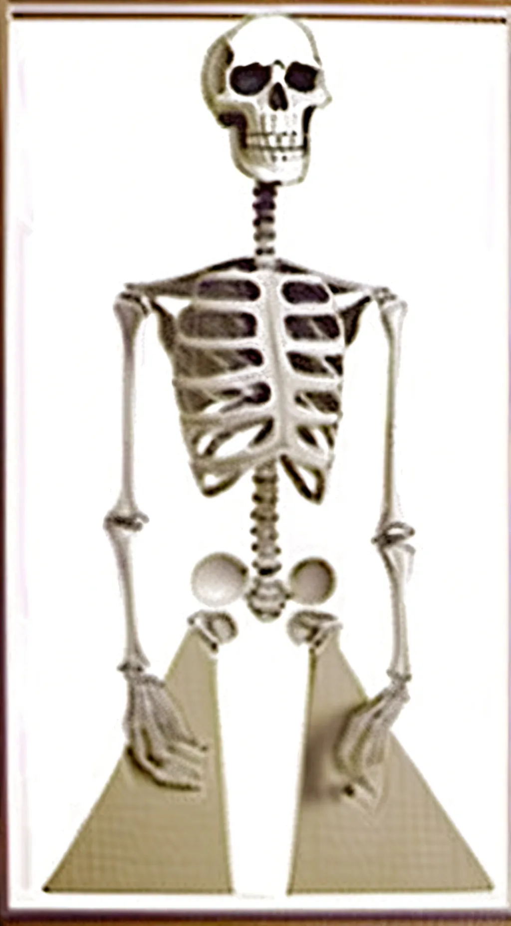 ai character: Skeleton background