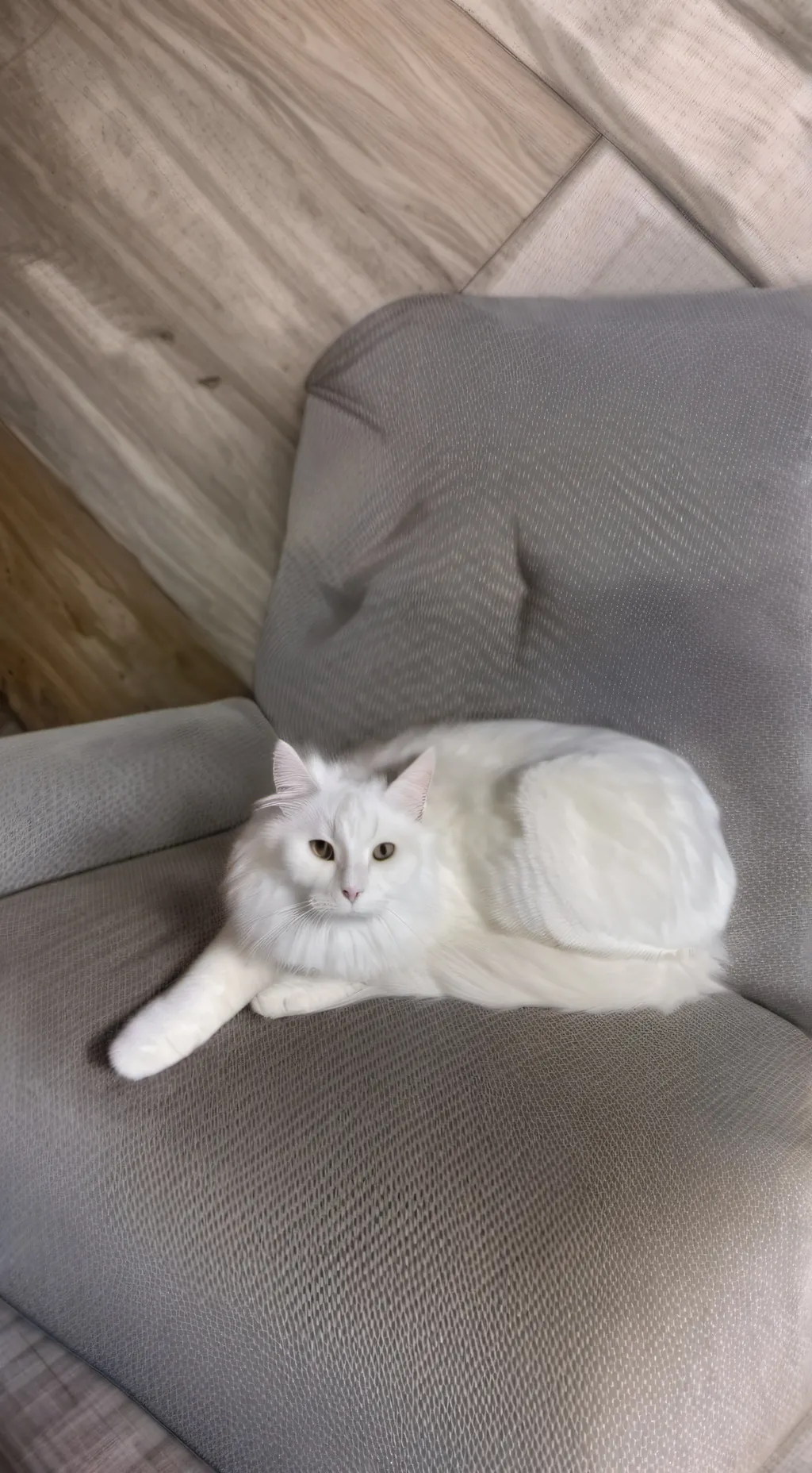 Talkie AI - Chat with sassy