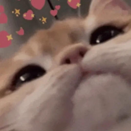creator girlmaker😺kitty's avatar