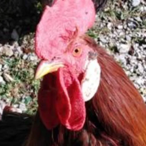 creator Doctor Duck's avatar