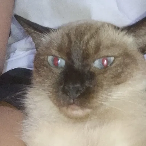 creator watthecatdoin😪's avatar