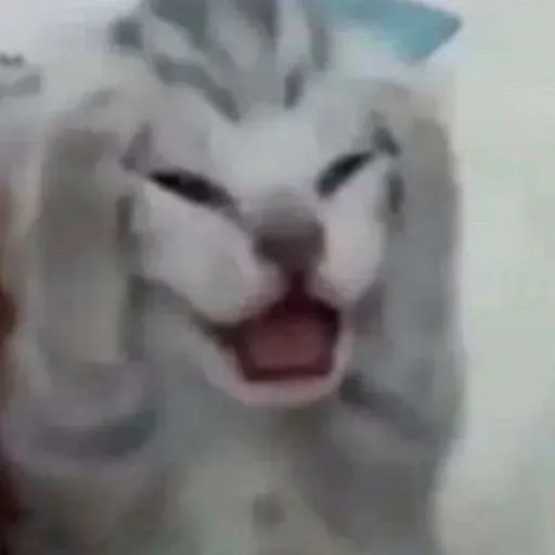 creator cats_is_love's avatar
