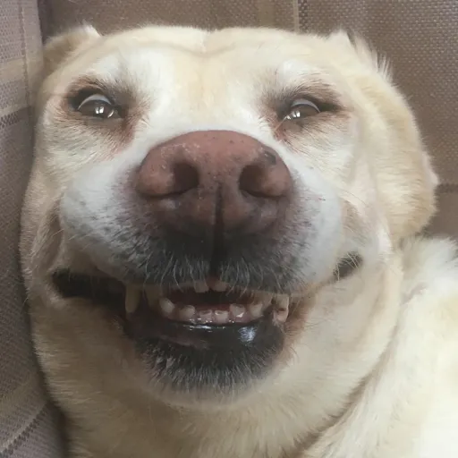 creator TypeTheNameYouWant's avatar