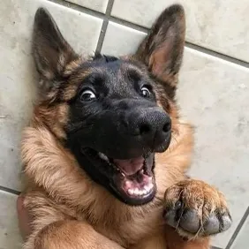 creator Doggy Lover's avatar