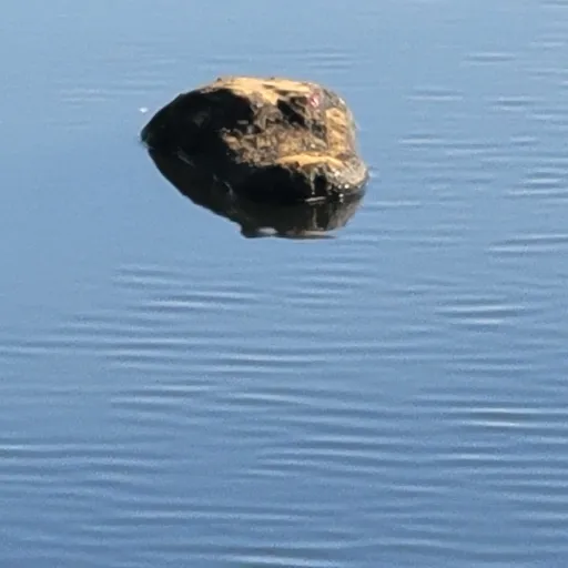creator shrek's swamp's avatar